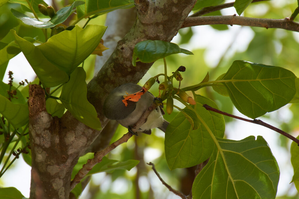 Cordia subcordata - Maurice