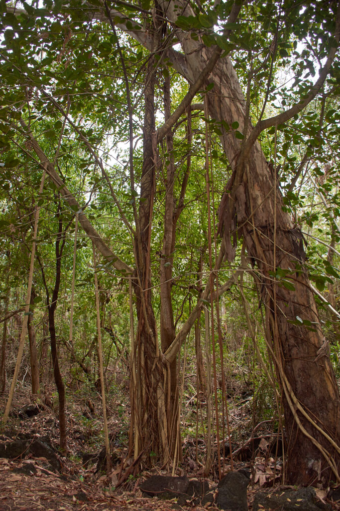 Ficus rubra - Maurice