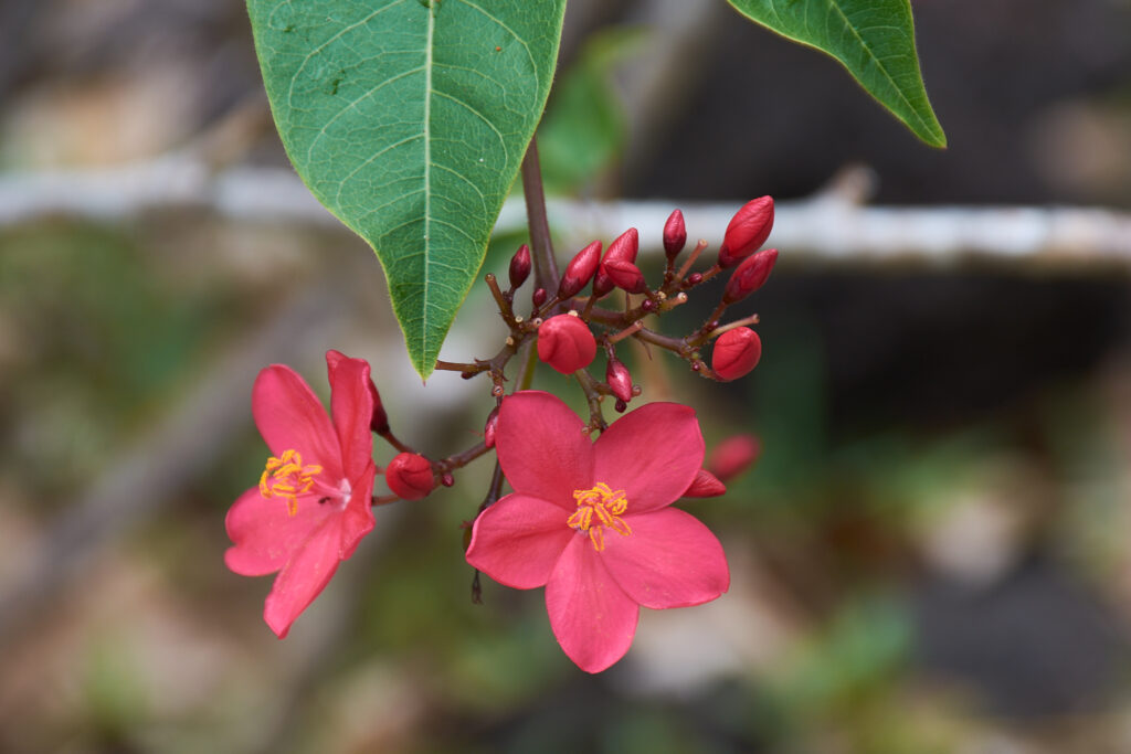 Jatropha integerrima - Maurice