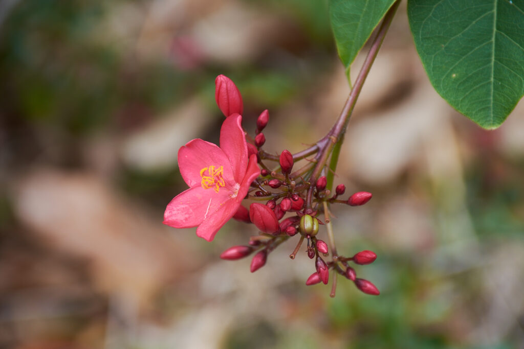 Jatropha integerrima - Maurice