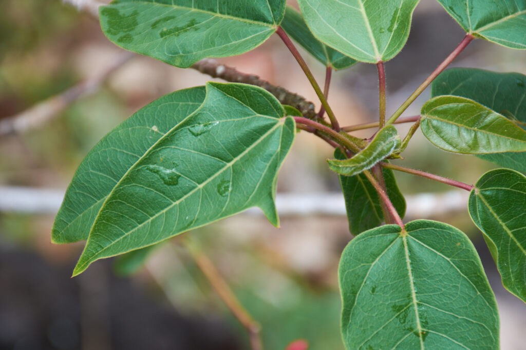 Jatropha integerrima - Maurice