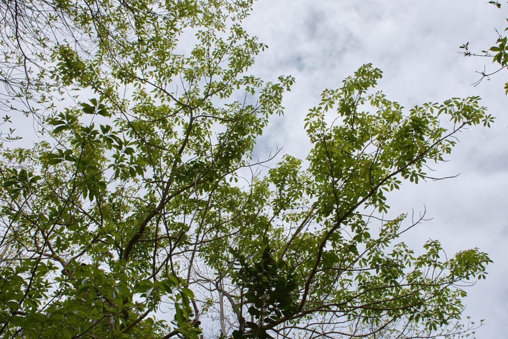 Vitex glabrata - Maurice
