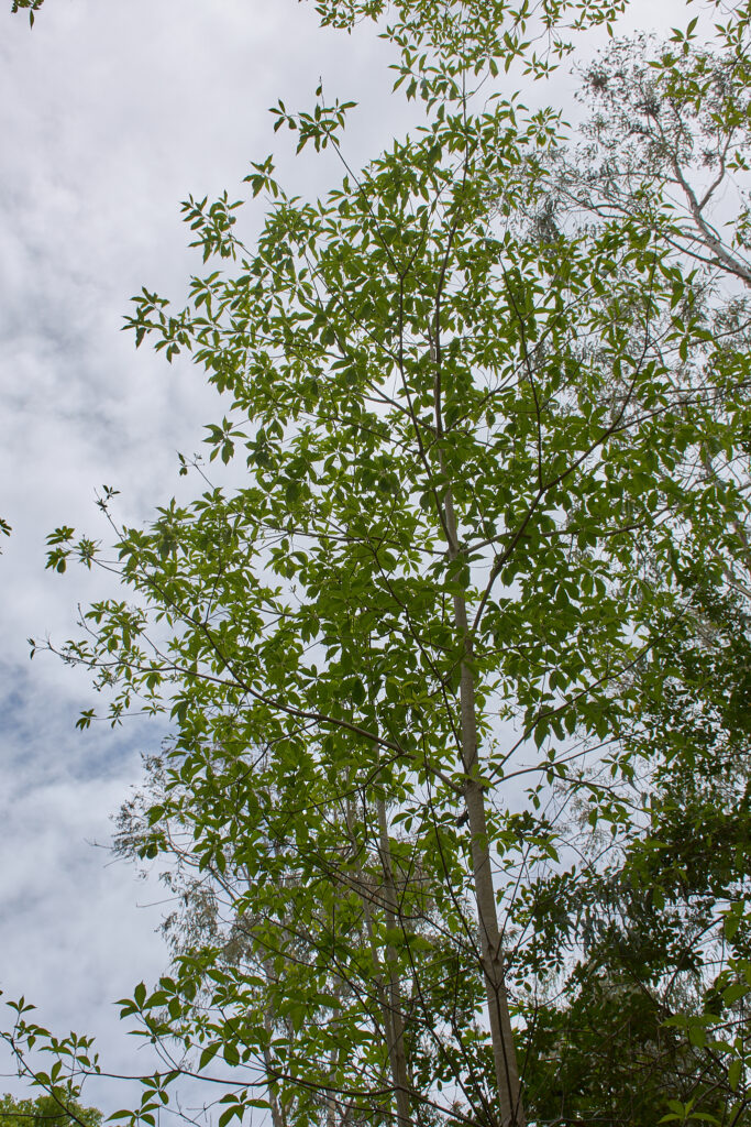 Terminalia bellirica - Maurice
