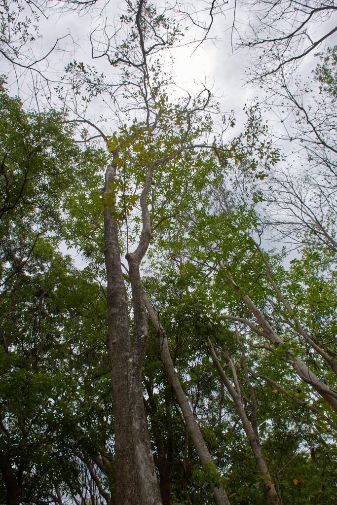 Terminalia bellirica - Maurice