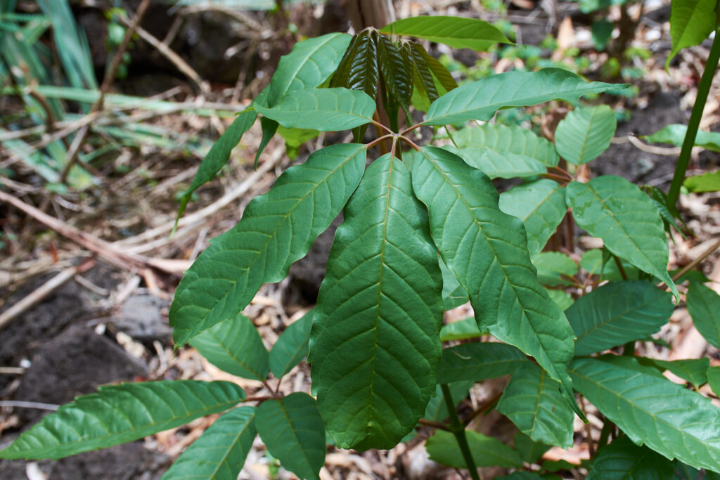 Vitex glabrata - Maurice