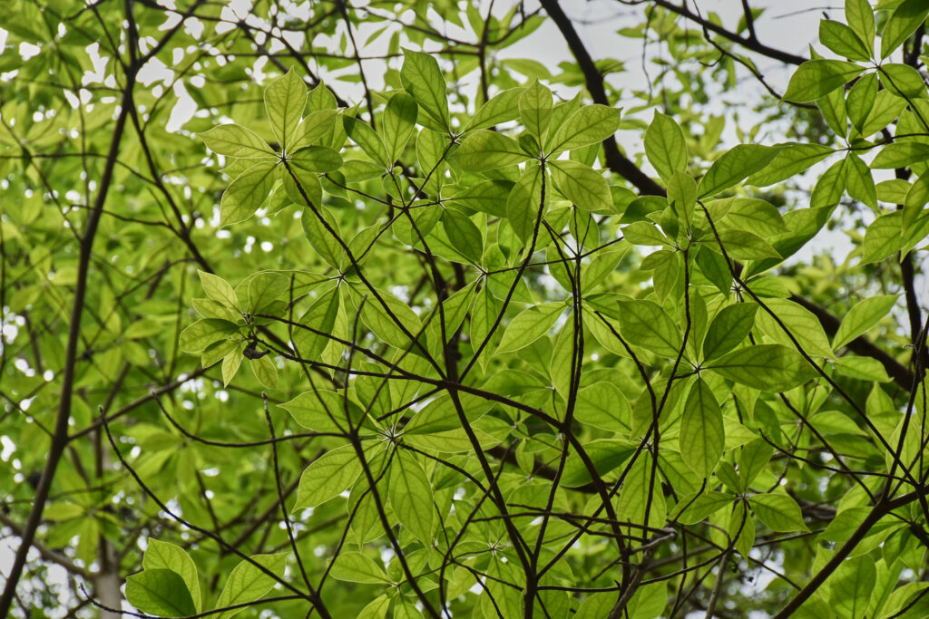 Terminalia bellirica - Maurice