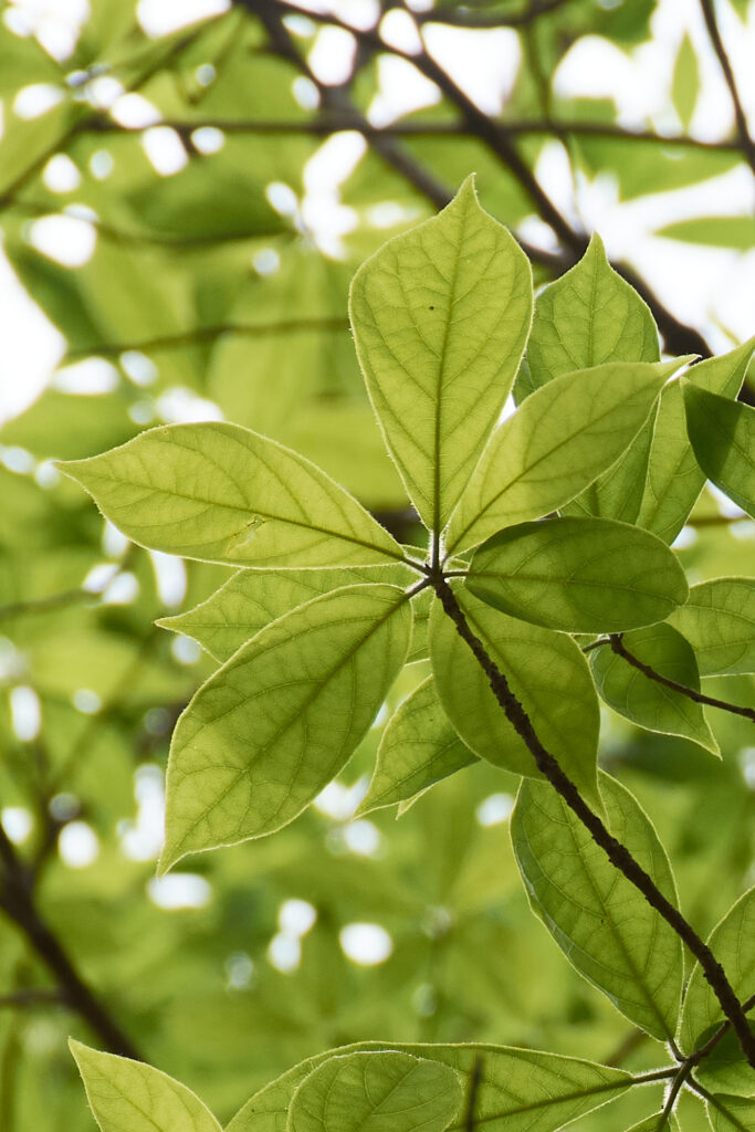 Terminalia bellirica - Maurice