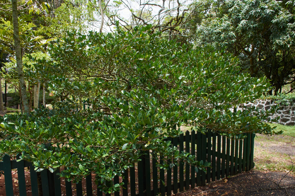 Coffea myrtifolia - Maurice