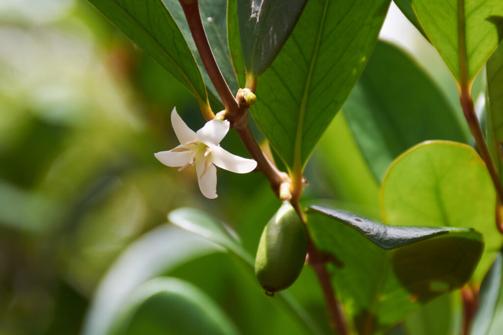 Coffea myrtifolia - Maurice