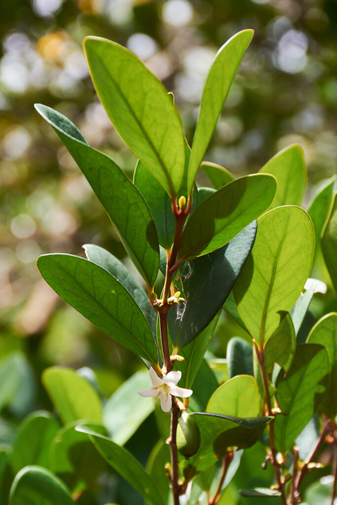 Coffea myrtifolia - Maurice