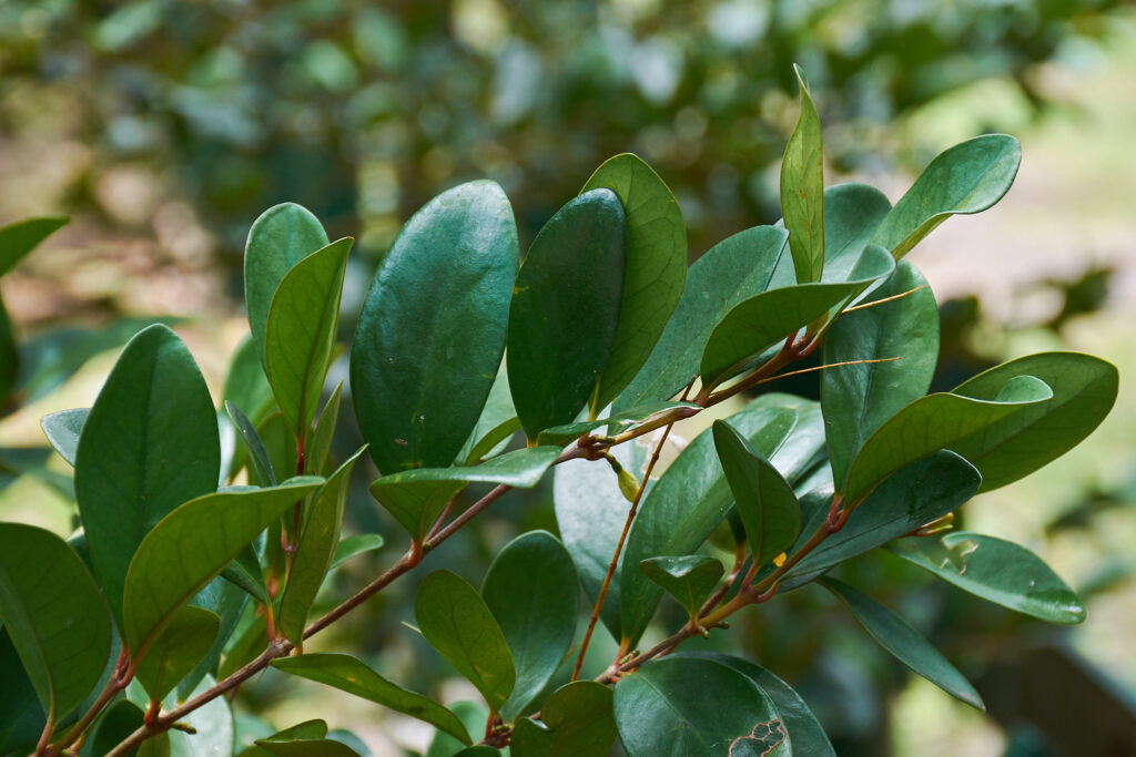Coffea myrtifolia - Maurice