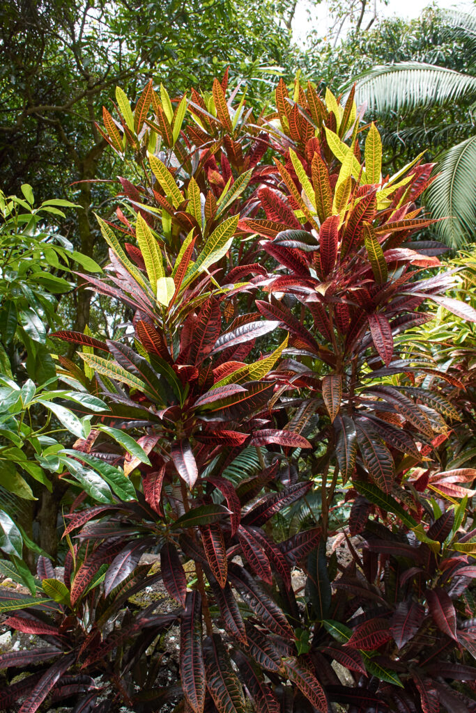 Codiaeum variegatum - Maurice