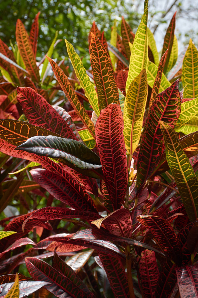 Codiaeum variegatum - Maurice