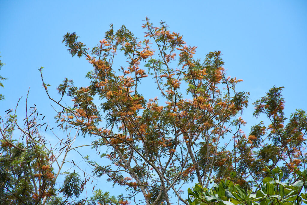 Grevillea robusta - Maurice