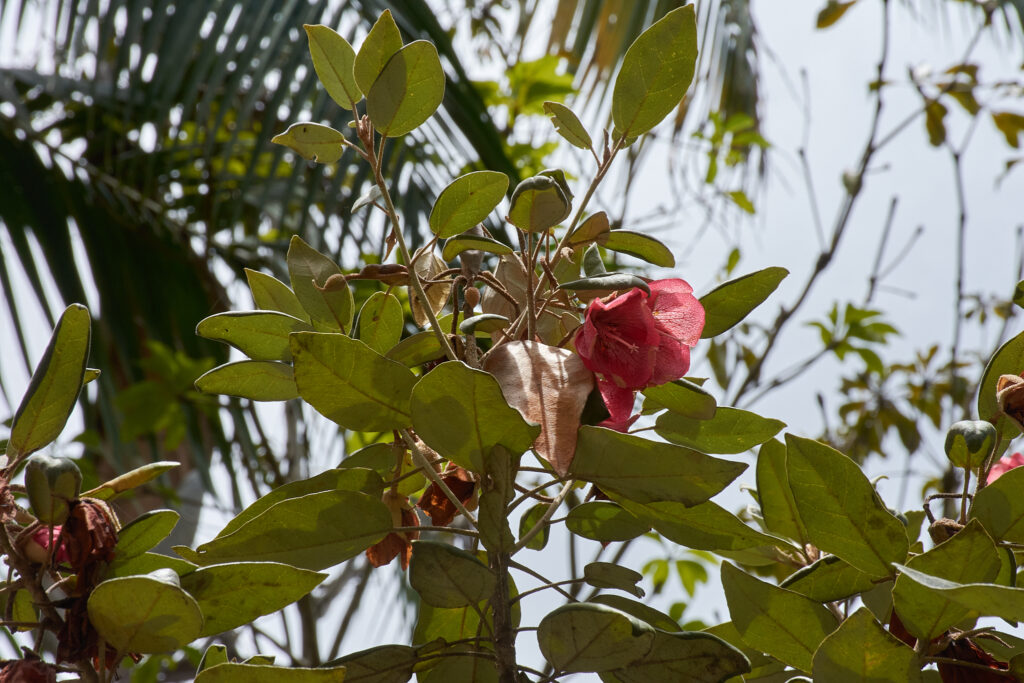 Ruizia boutoniana - Maurice