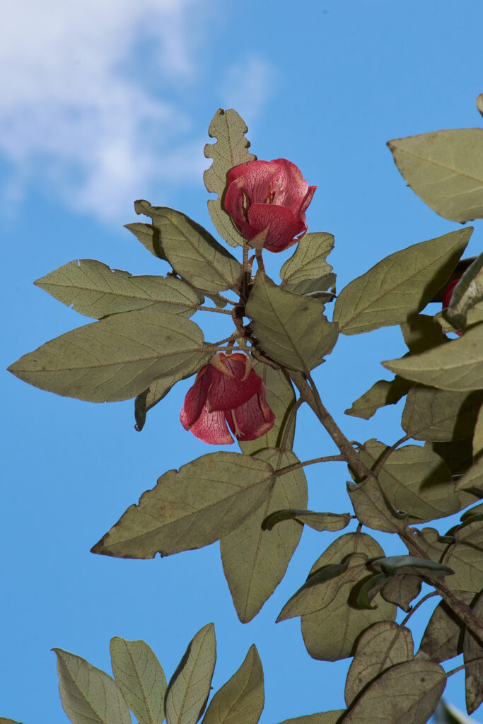 Ruizia boutoniana - Maurice