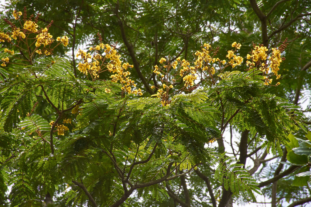 Peltophorum pterocarpum - Maurice