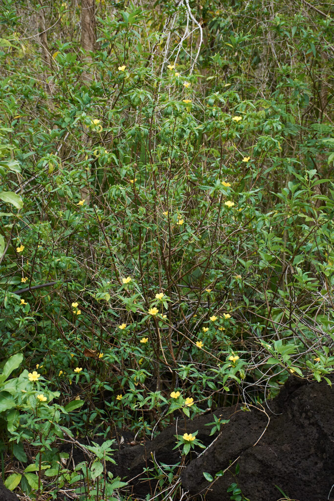 Turnera ulmifolia var. angustifolia - Maurice