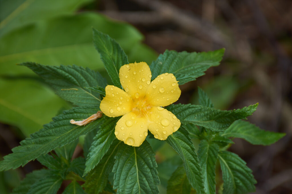 Turnera ulmifolia var. angustifolia - Maurice