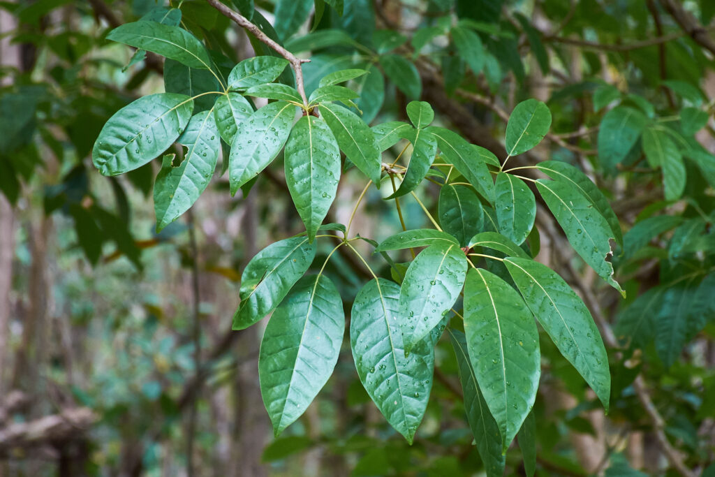 Vitex glabrata - Maurice