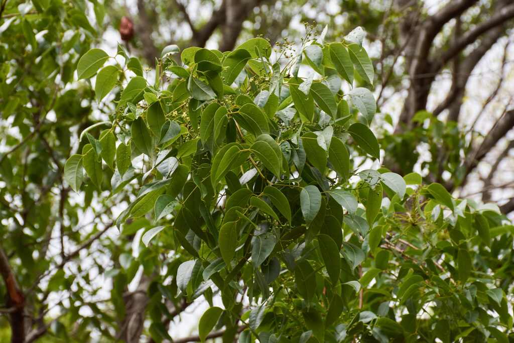 Swietenia macrophylla - Maurice