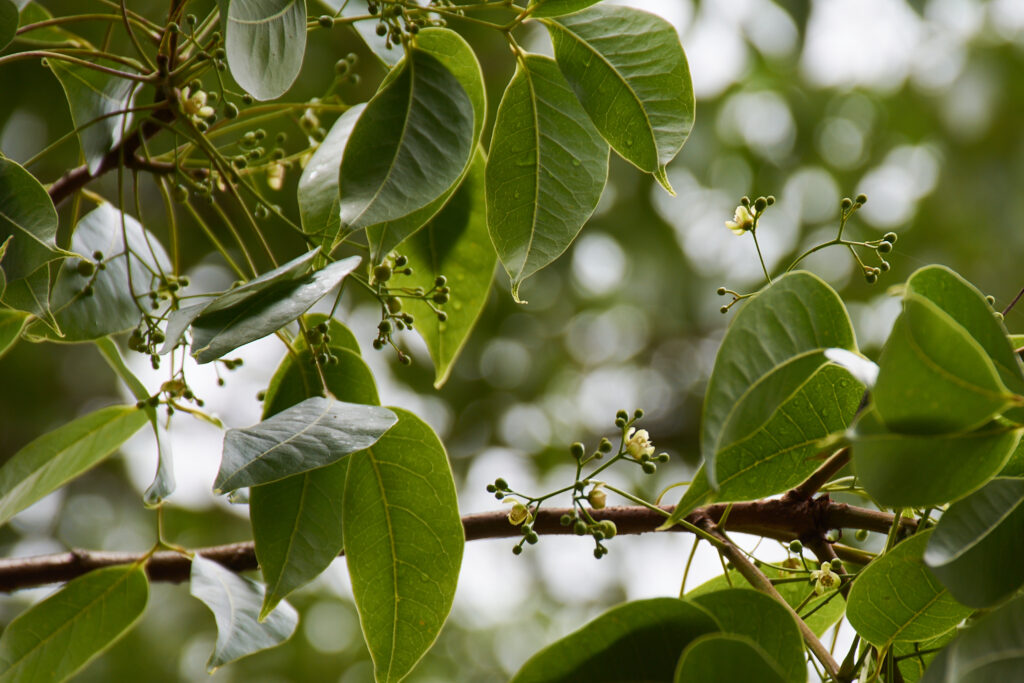 Swietenia macrophylla - Maurice