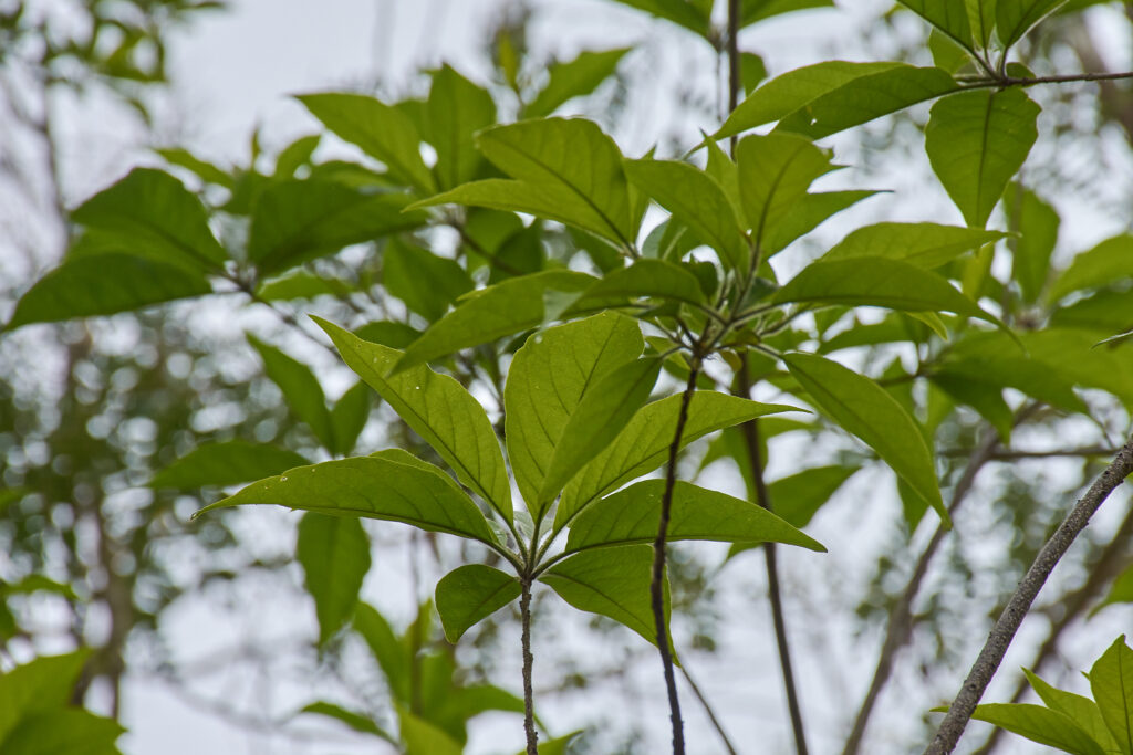 Terminalia bellirica - Maurice