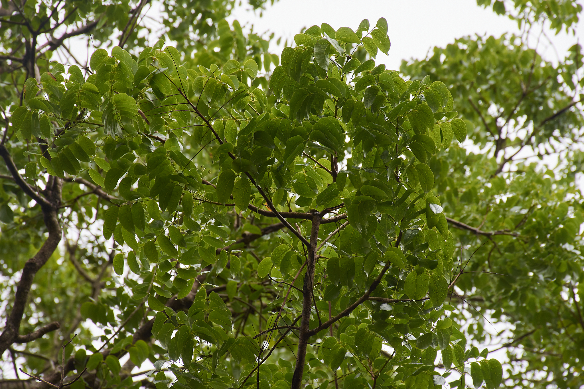 Swietenia macrophylla - Maurice