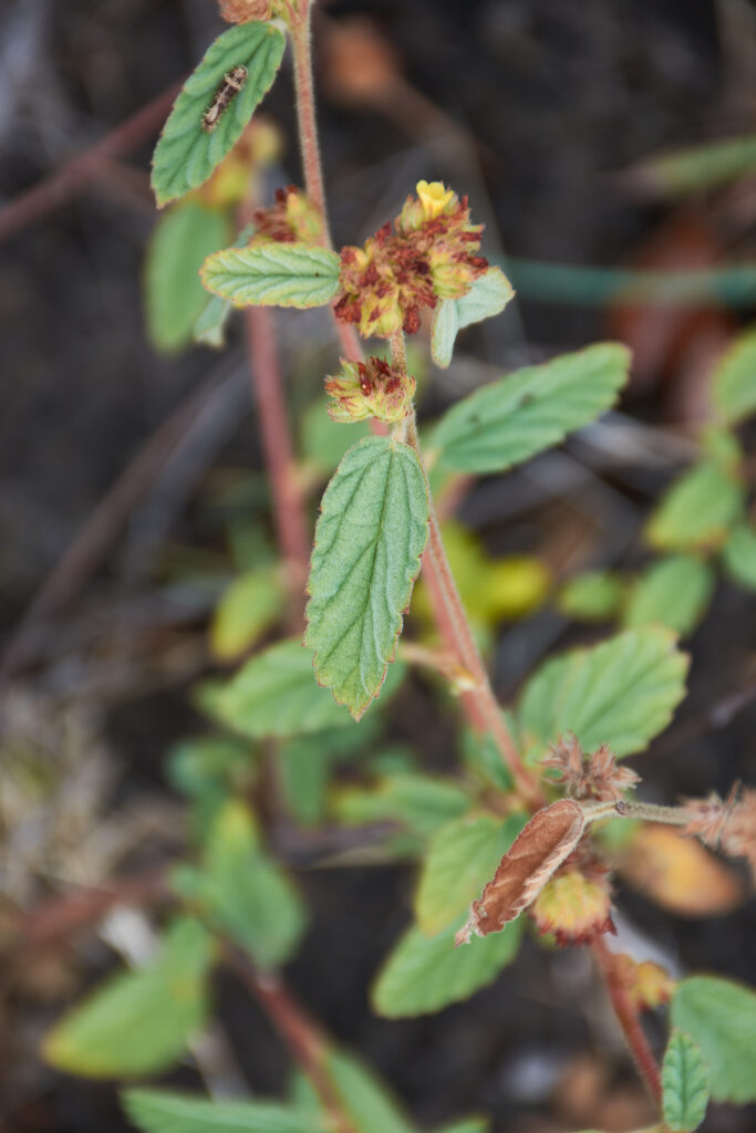 Waltheria indica - Maurice