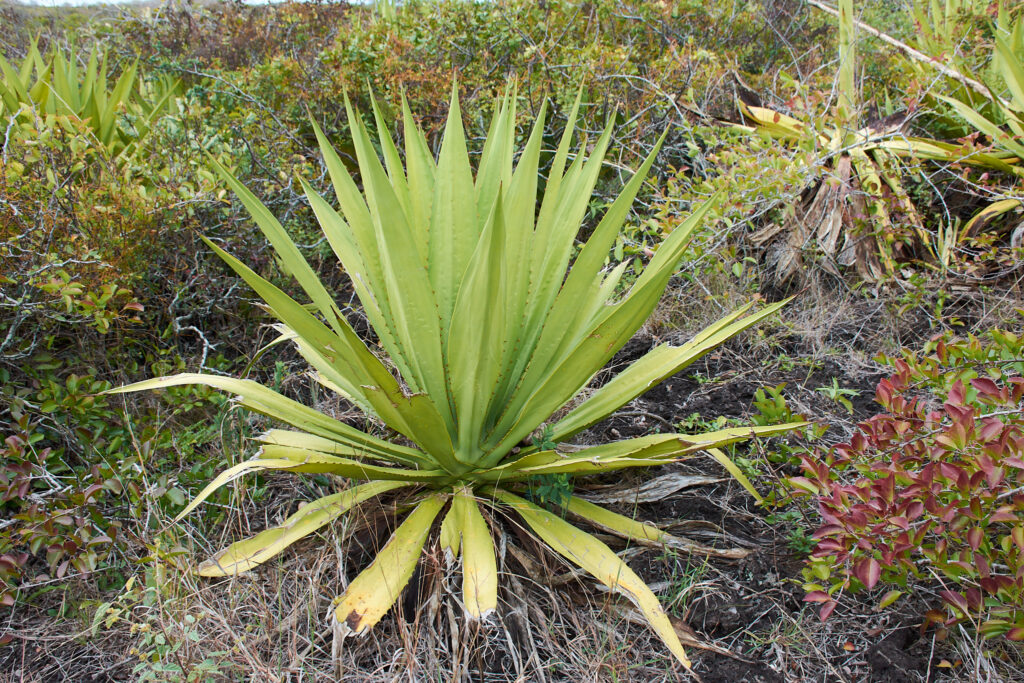 Furcraea foetida - Maurice