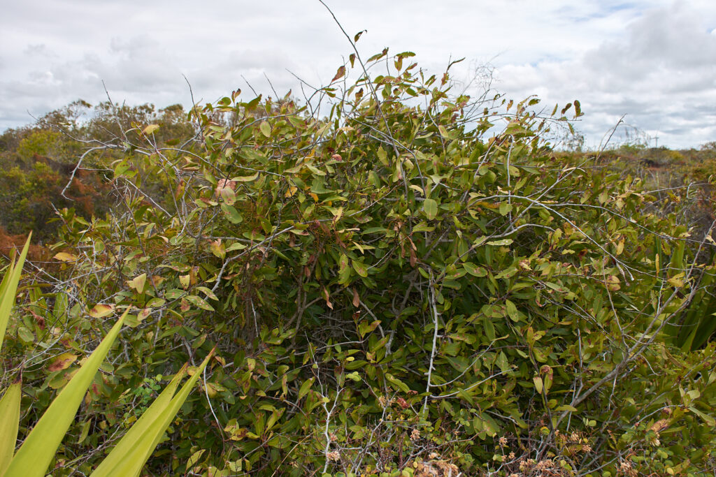 Gymnosporia pyria - Maurice