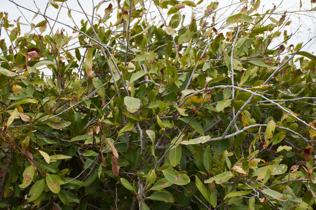 Gymnosporia pyria - Maurice
