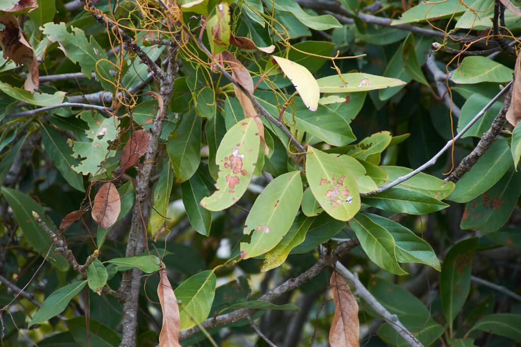 Gymnosporia pyria - Maurice