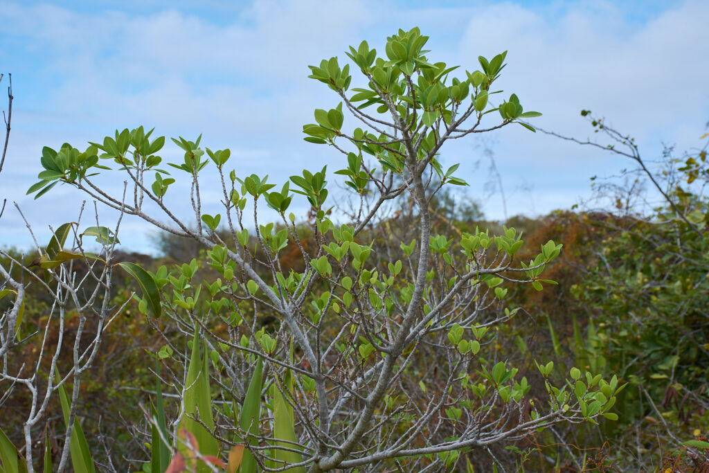 Ficus reflexa - Maurice