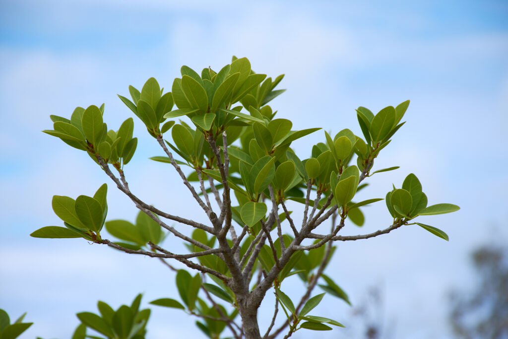 Ficus reflexa - Maurice
