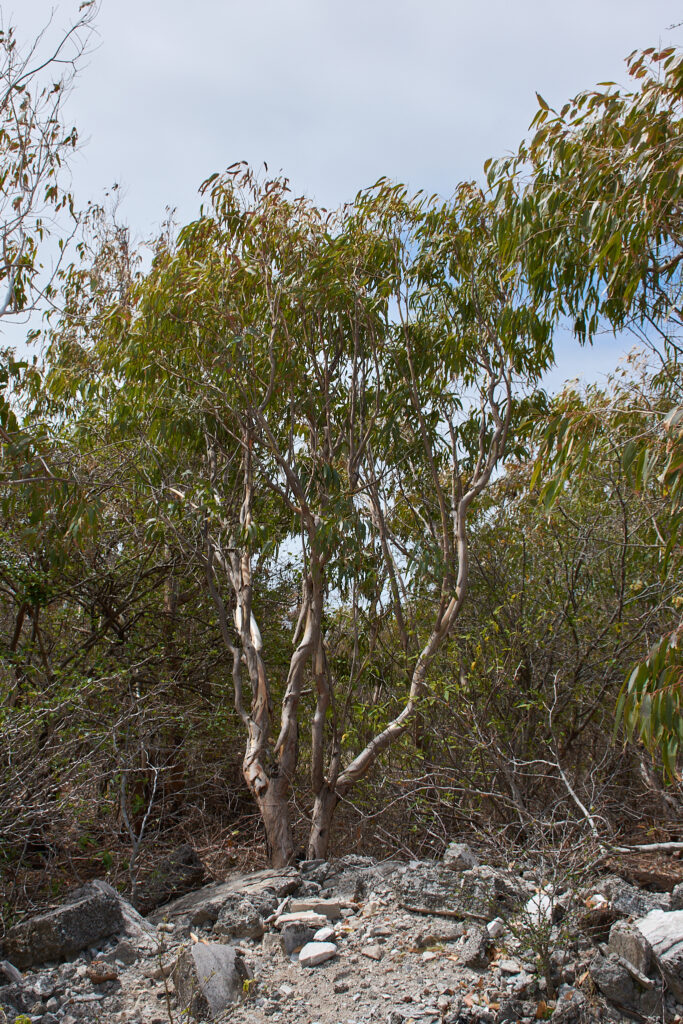 Eucalyptus tereticornis - Maurice