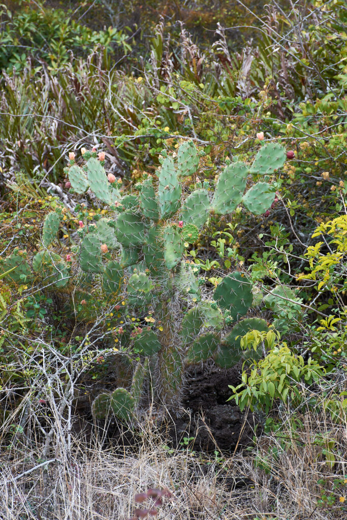 Opuntia ficus-indica - Maurice
