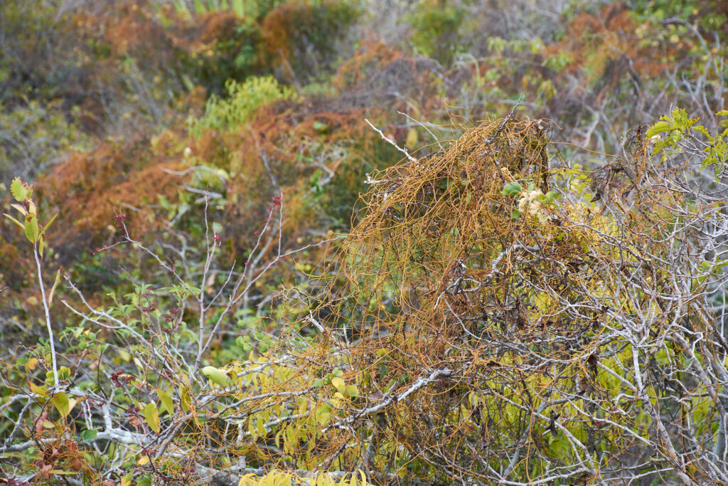 Cassytha filiformis - Maurice
