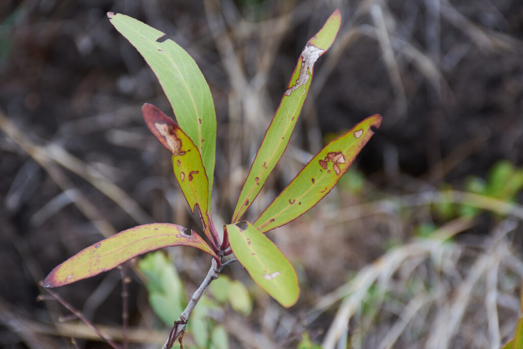 Gymnosporia pyria - Maurice