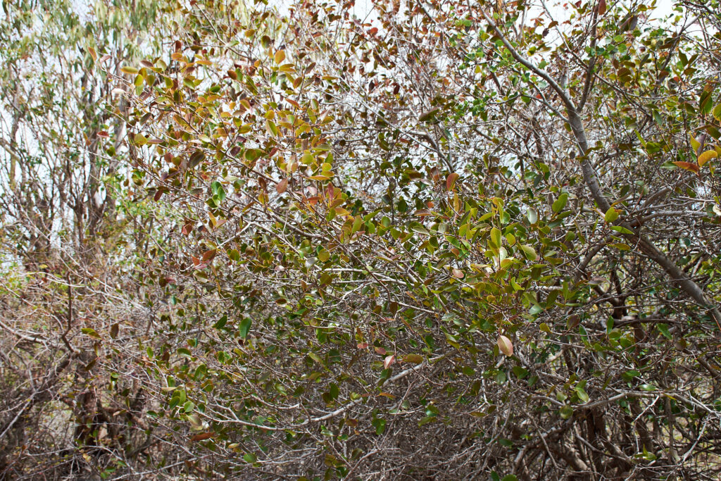 Flacourtia indica - Maurice