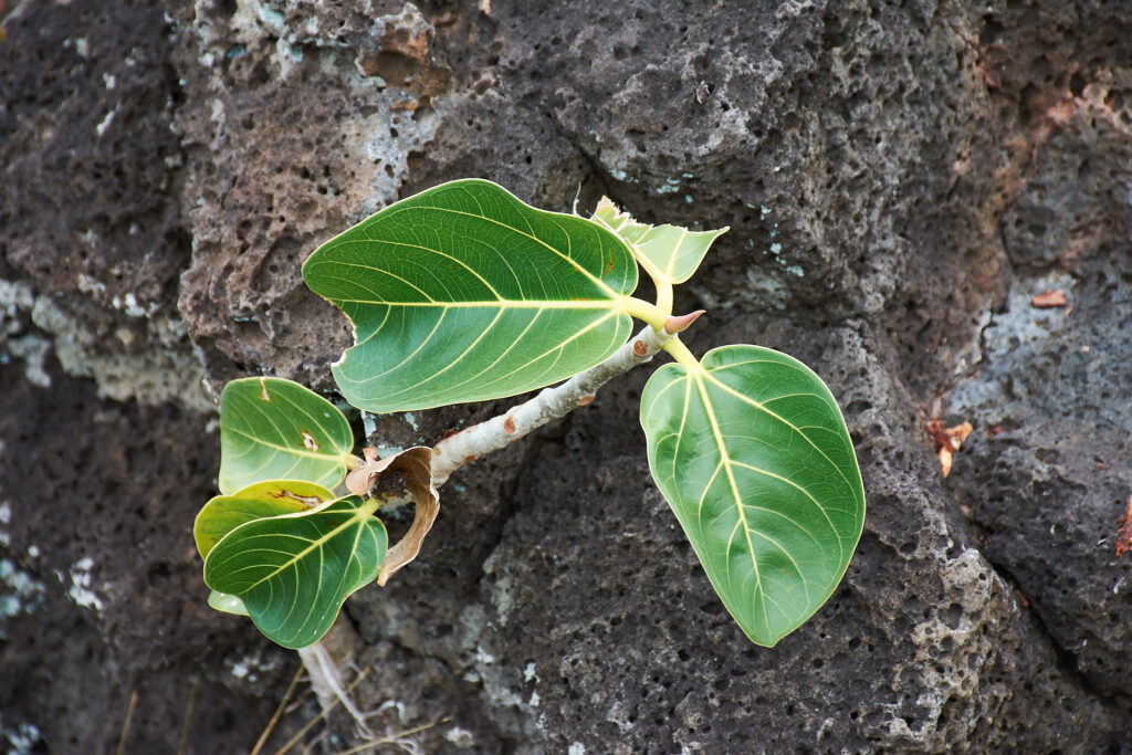 Ficus rubra - Maurice