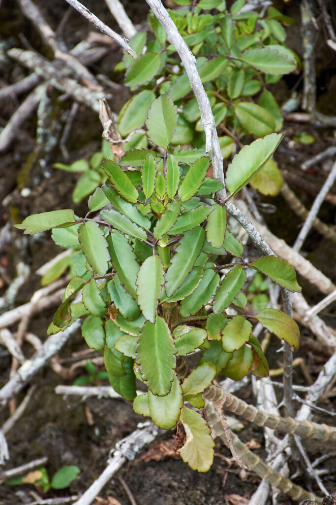 Kalanchoe pinnata - Maurice