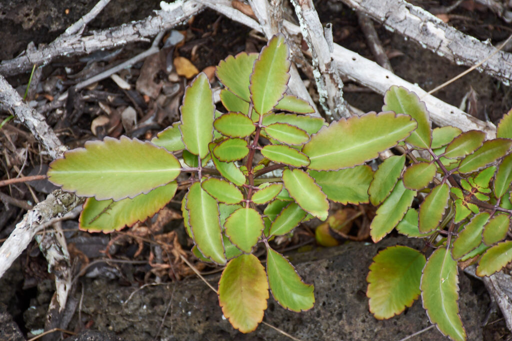 Kalanchoe pinnata - Maurice