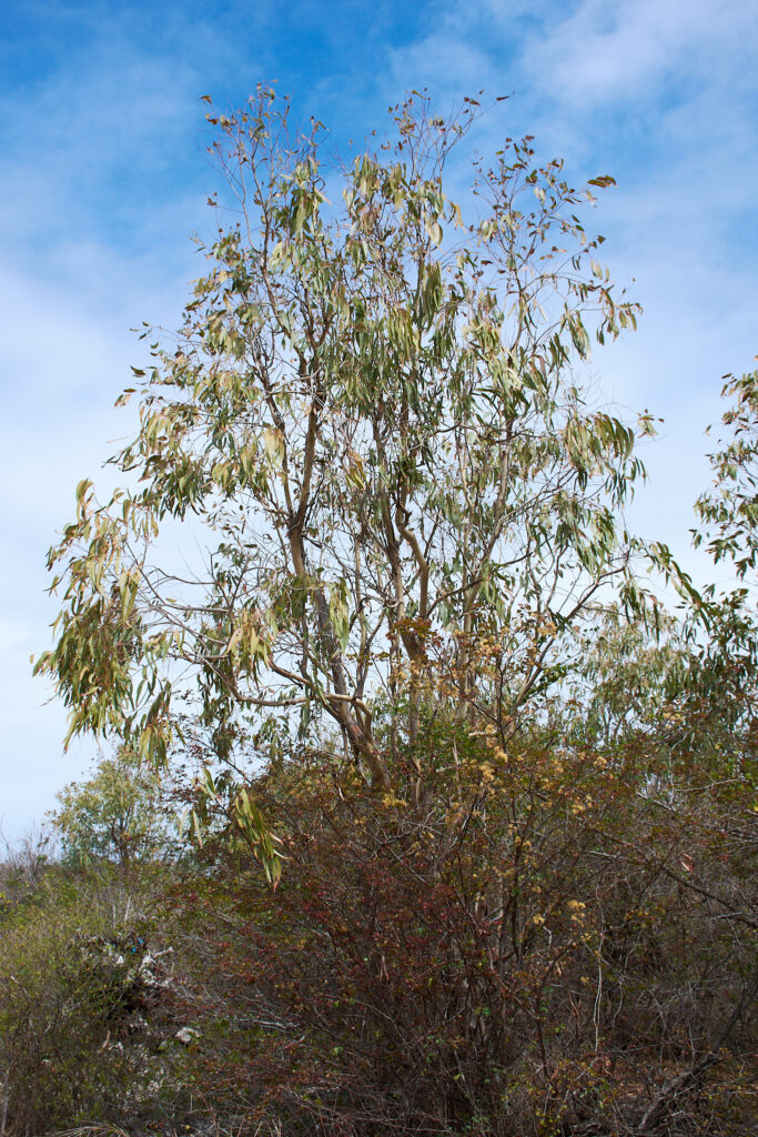 Eucalyptus tereticornis - Maurice