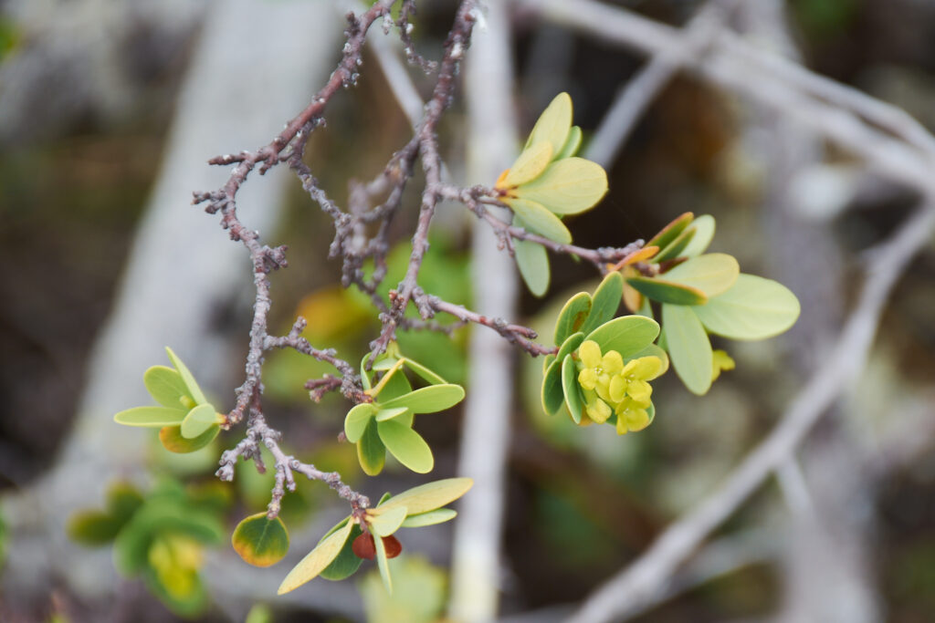 Wikstroemia indica - Maurice