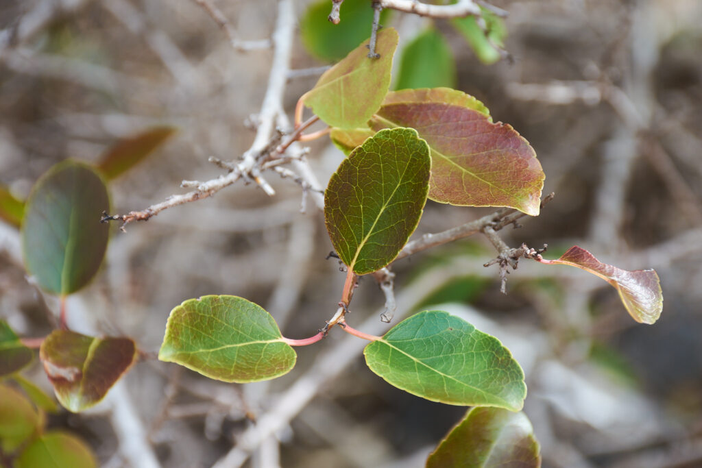 Flacourtia indica - Maurice