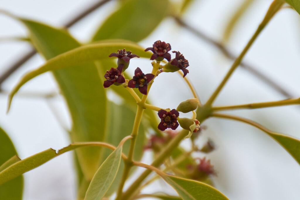 Santalum album - Maurice