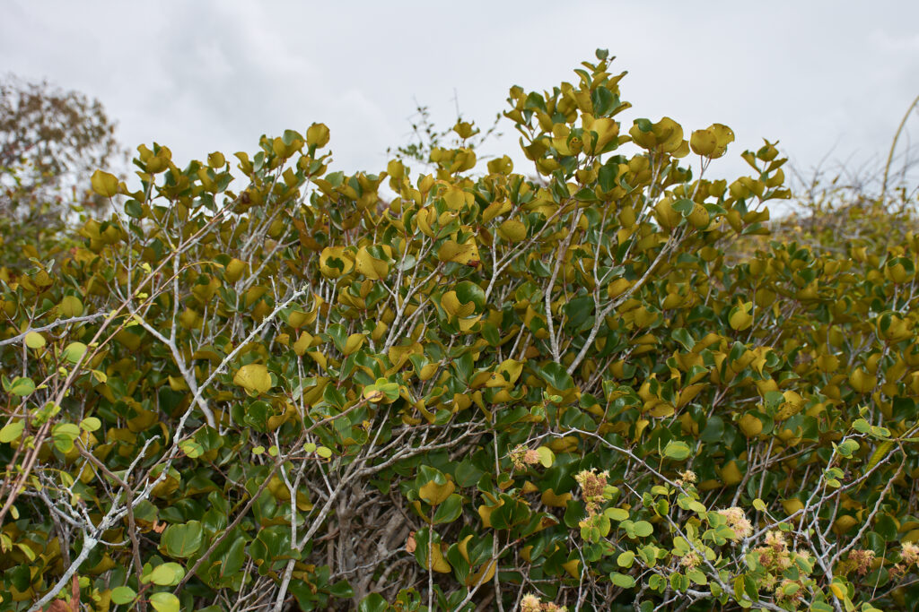Eugenia lucida - Maurice