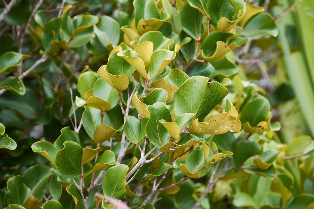 Eugenia lucida - Maurice