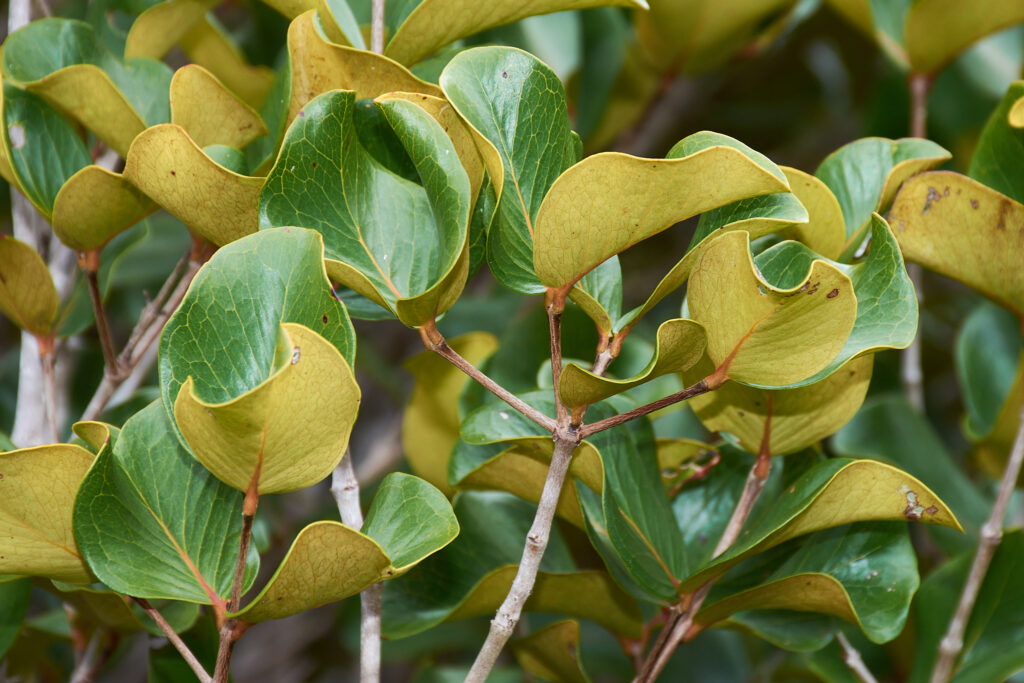 Eugenia lucida - Maurice